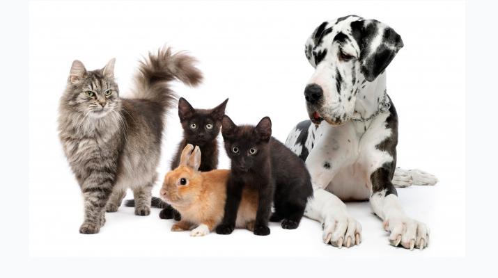 Abastos Veterinaria, mascotas y veterinaria en Valencia
